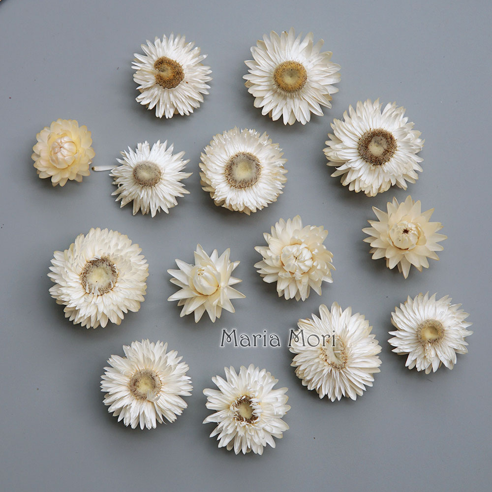 Natural Dried Colorful Chrysan - Candle Making Supplies ulasan dan harga