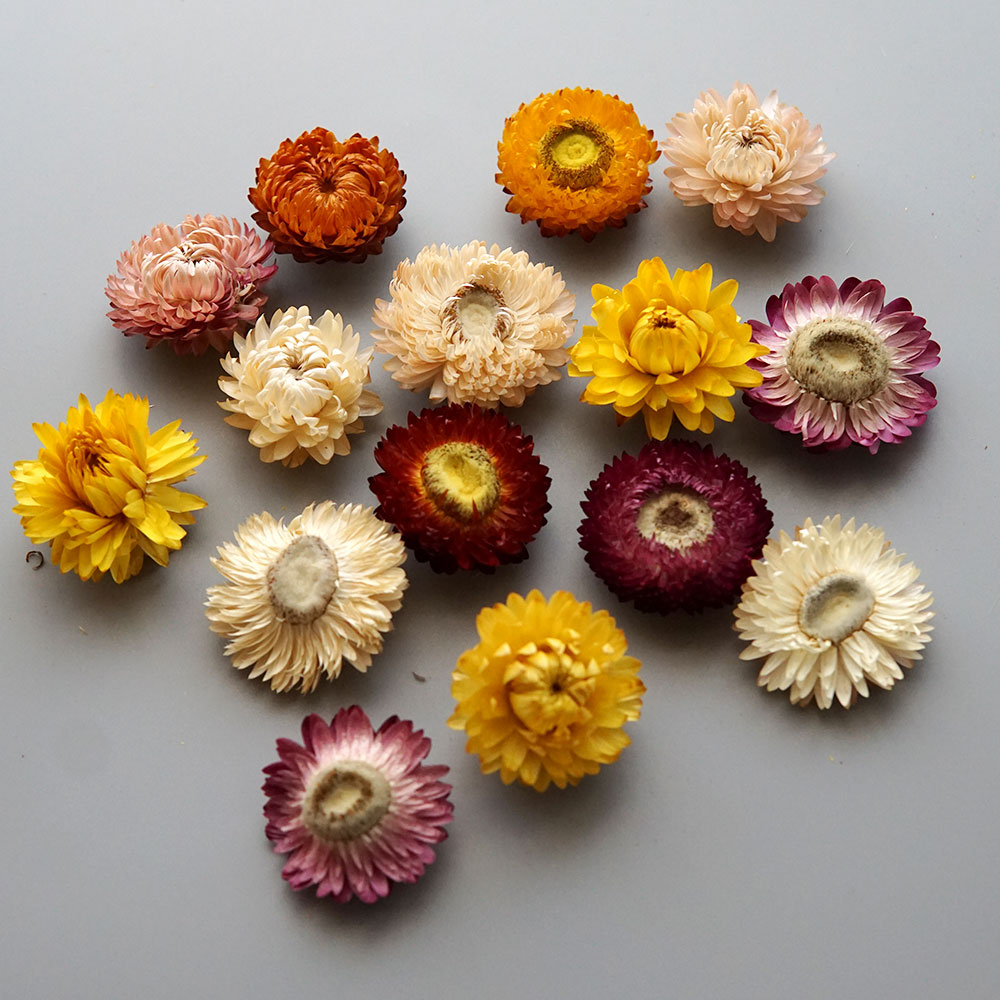Natural Dried Colorful Chrysan - Candle Making Supplies ulasan dan harga