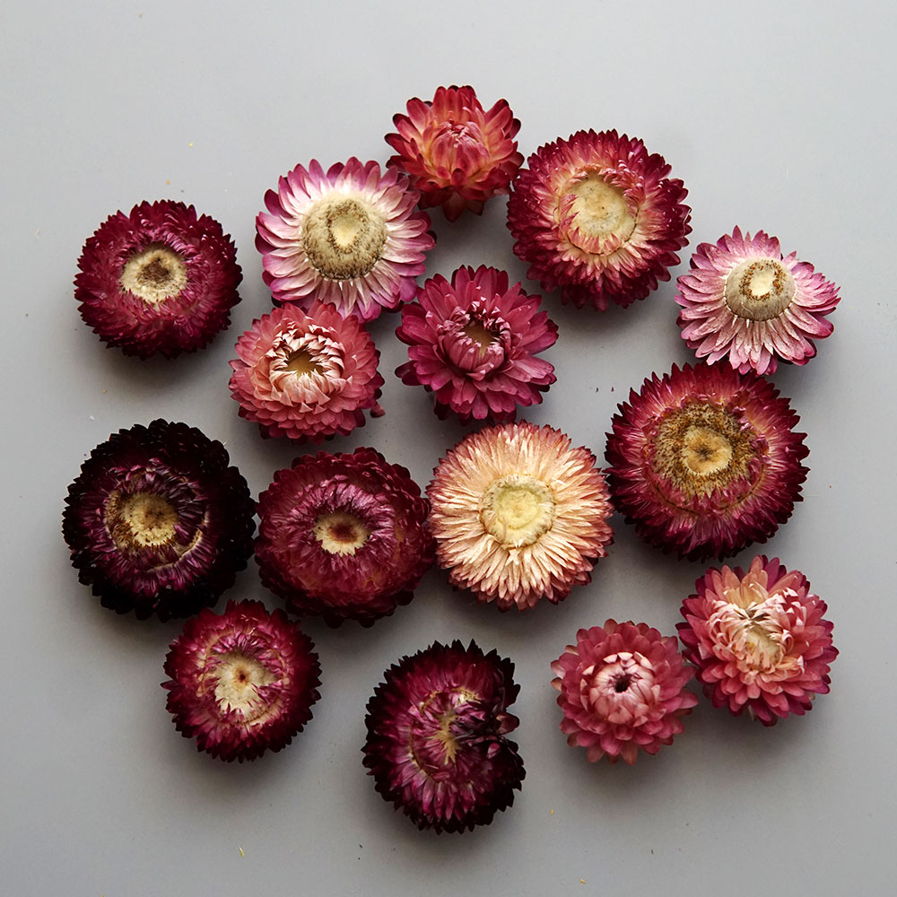 Natural Dried Colorful Chrysan - Candle Making Supplies ulasan dan harga