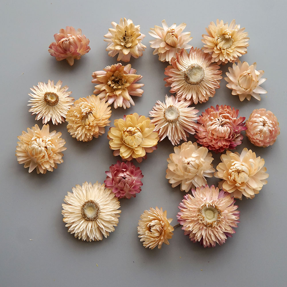 Natural Dried Colorful Chrysan - Candle Making Supplies ulasan dan harga