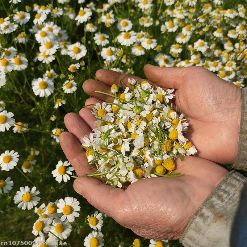 100% Natural Chamomile Dried F - Candle Making And Perfume ulasan dan harga