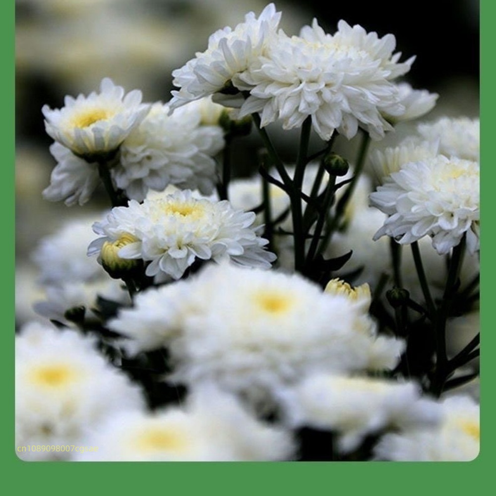 Natural Dried Flower Materials - Candle Making And Perfume ulasan dan harga
